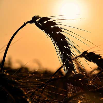 ripening ear of corn representing Lughnassadh on WhiteWicca